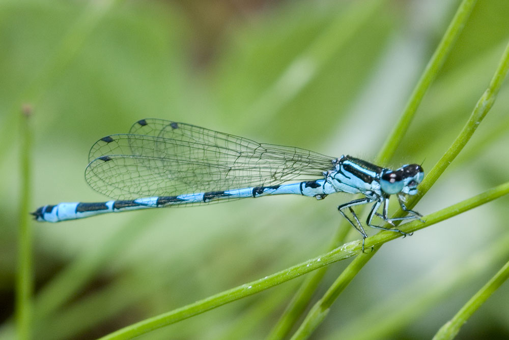 libellula azzurra-nera